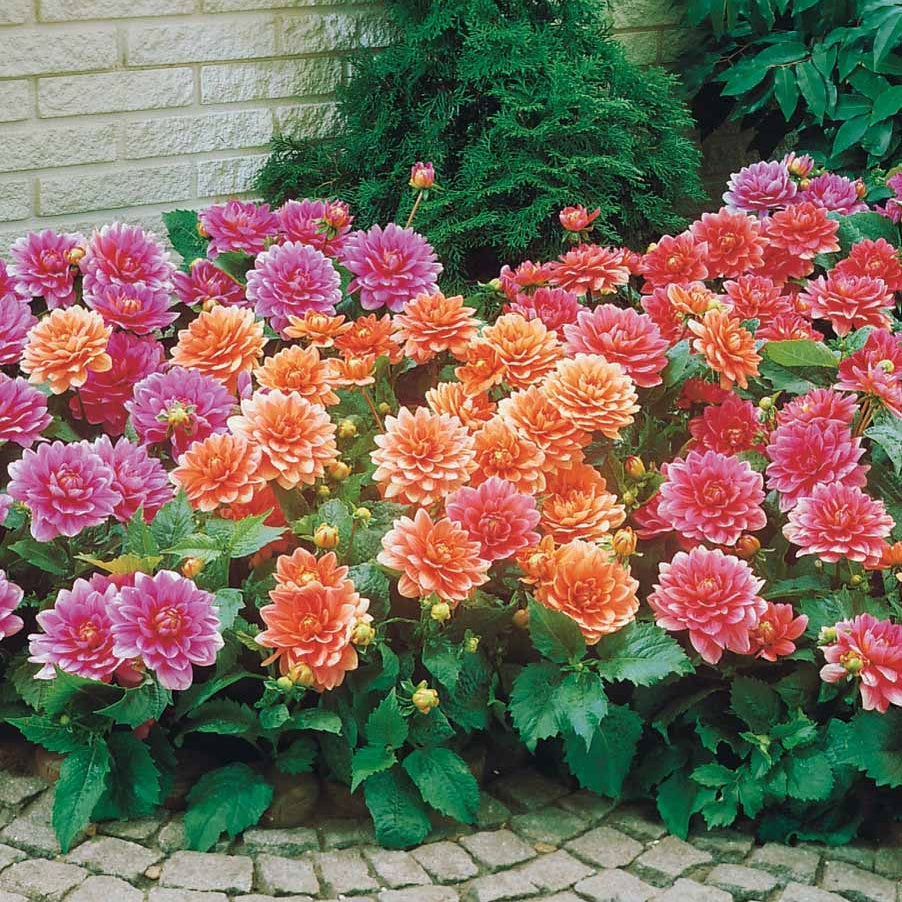 Großblütige Beetdahlie - Dahlia berliner kleene, bluesette, margareth kleen