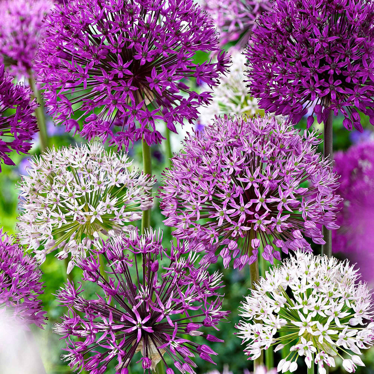 Zierlauch Mischung 'Fantasia' (x10) - Allium - Willemse