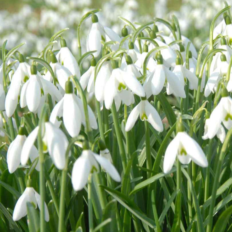 Schneeglöckchen (x25) - Willemse