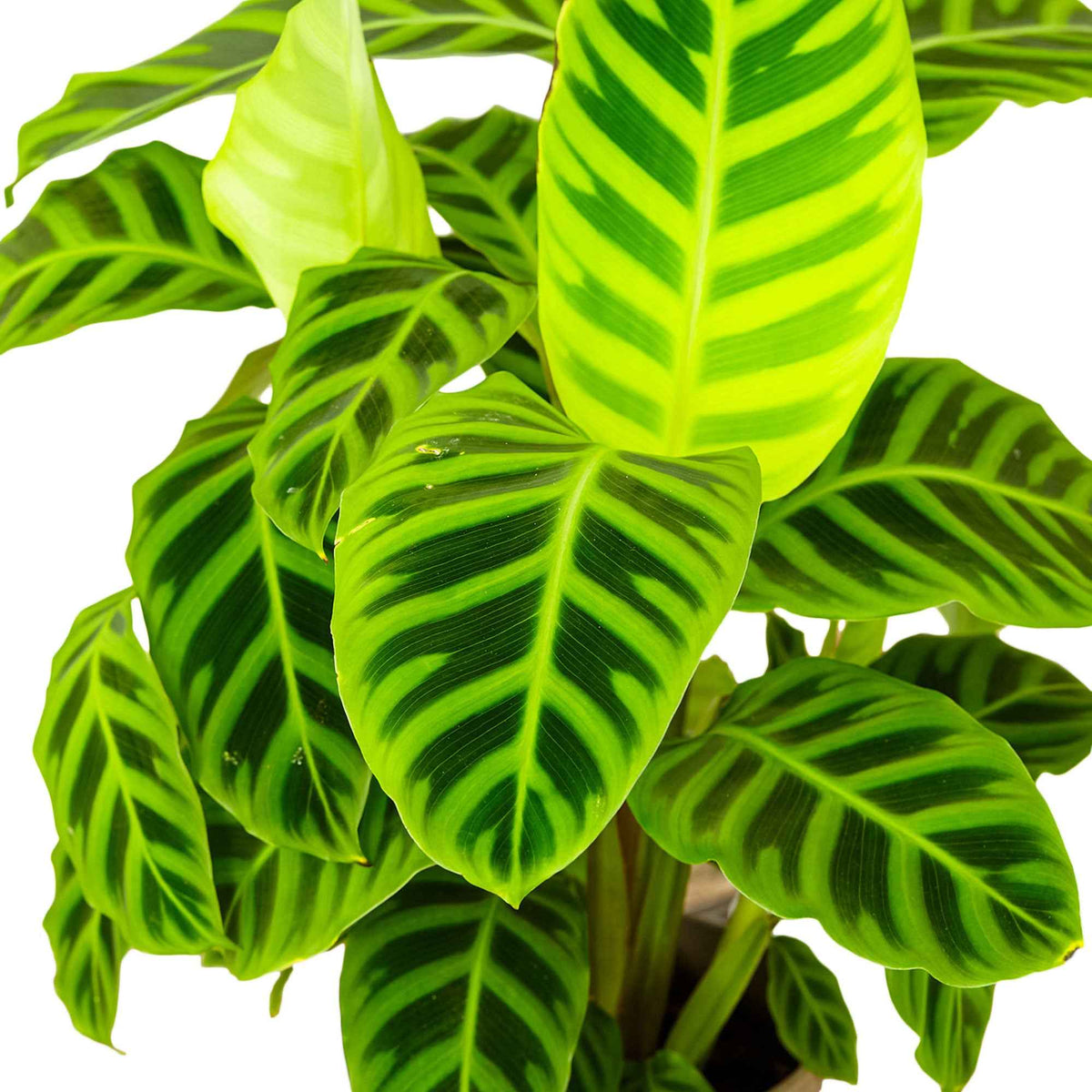 Korbmarante 'Zebrina' - Calathea zebrina - Willemse