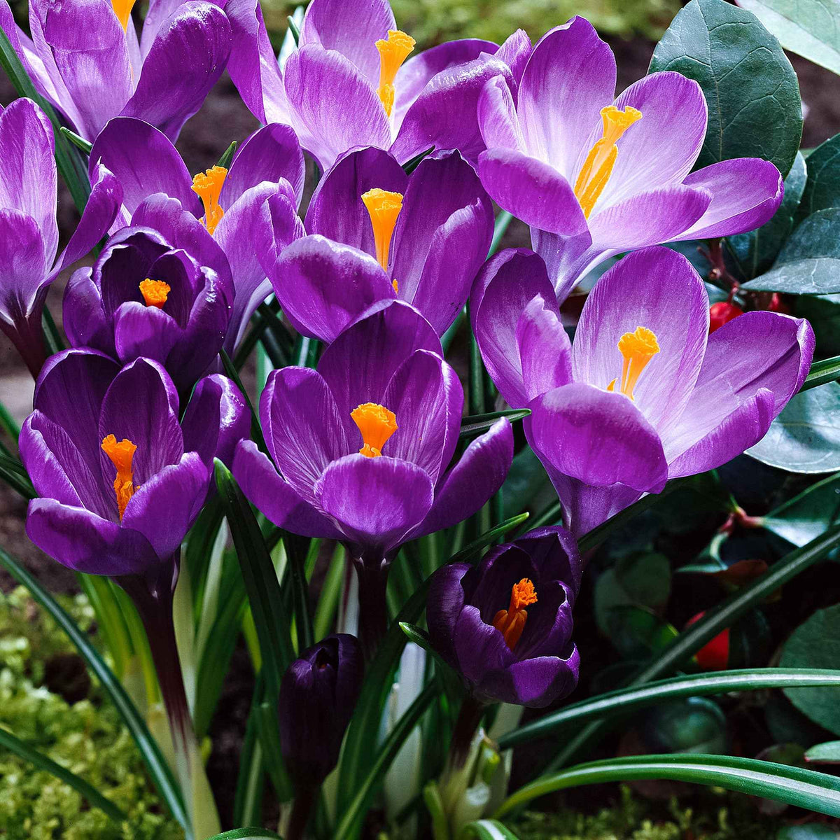 Crocus vernus flower record - Krokus 'Flower Record' (x15) - Krokus-Zwiebeln
