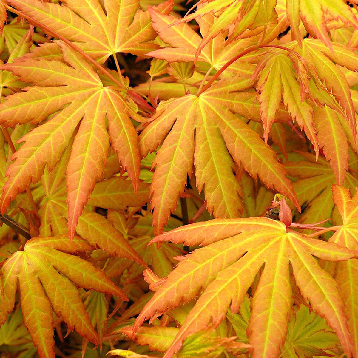 Fächerahorn 'Orange Dream' - Acer palmatum orange dream - Willemse