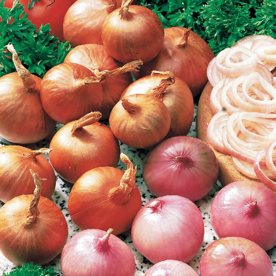 Rote Schalotte 'Red Sun' - Allium ascalonicum red sun - Willemse