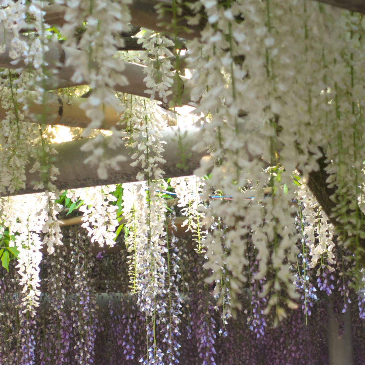 Japanischer Blauregen - Wisteria sinensis alba