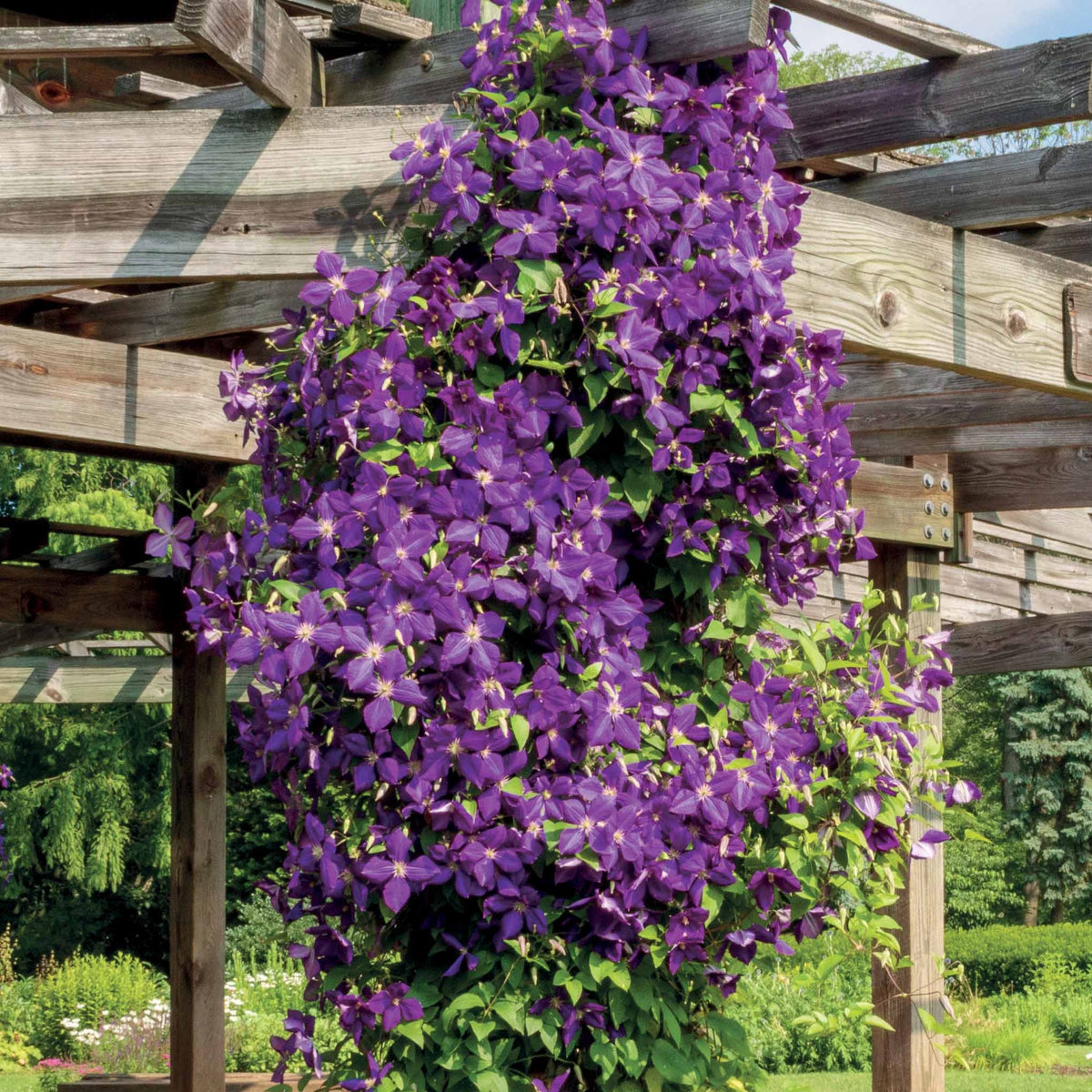 Waldrebe 'Jackmanii' - Clematis Jackmanii - Willemse
