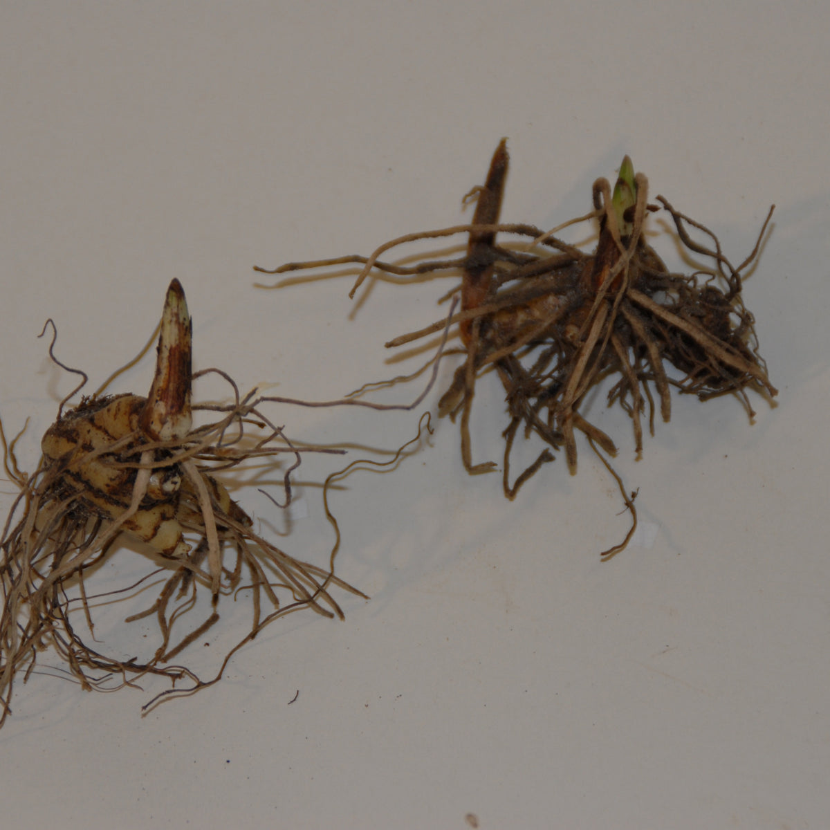 Orchidee 'Pleione Tongariro' - Pleione tongariro