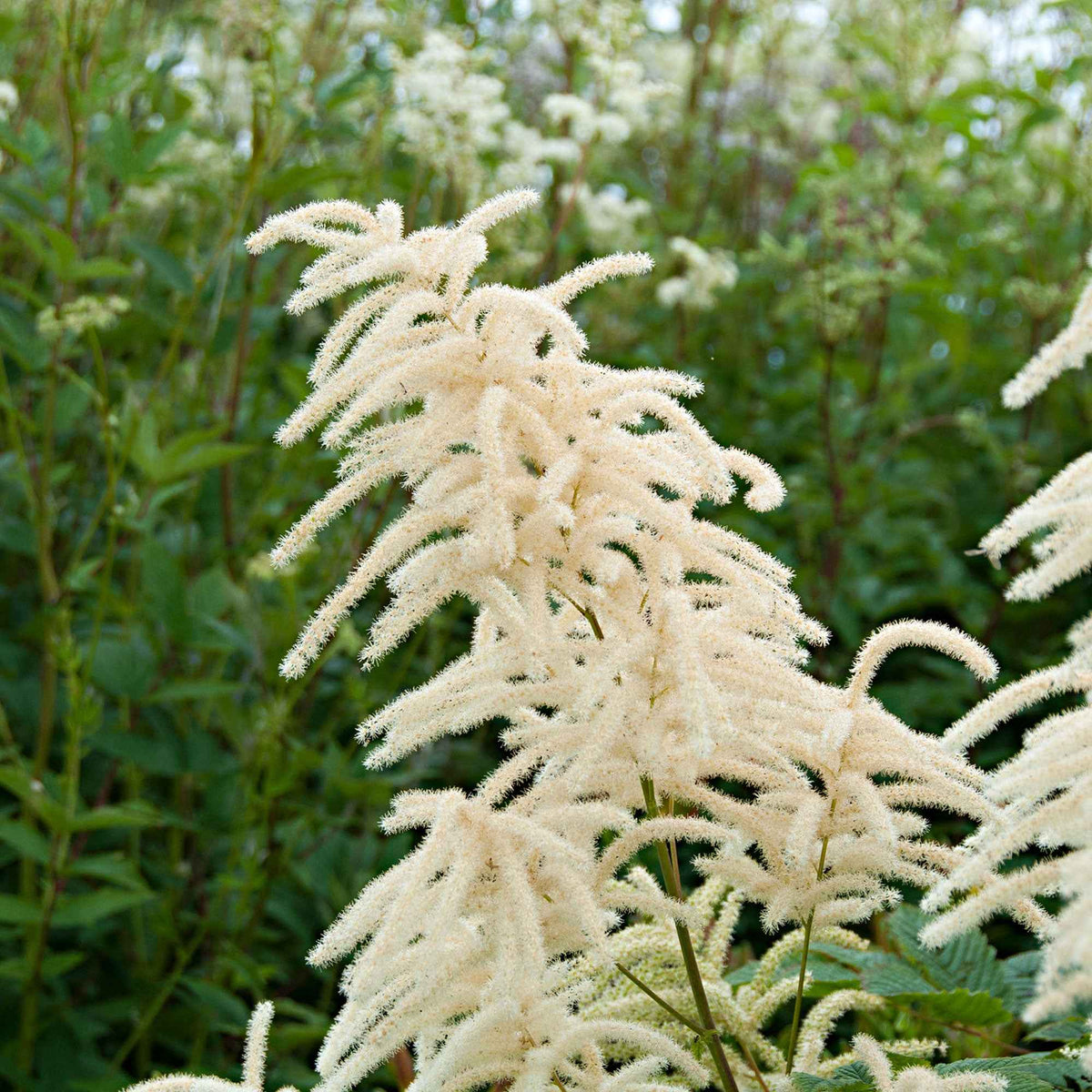 Aruncus dioicus - Waldgeißbart - Nackte Wurzeln