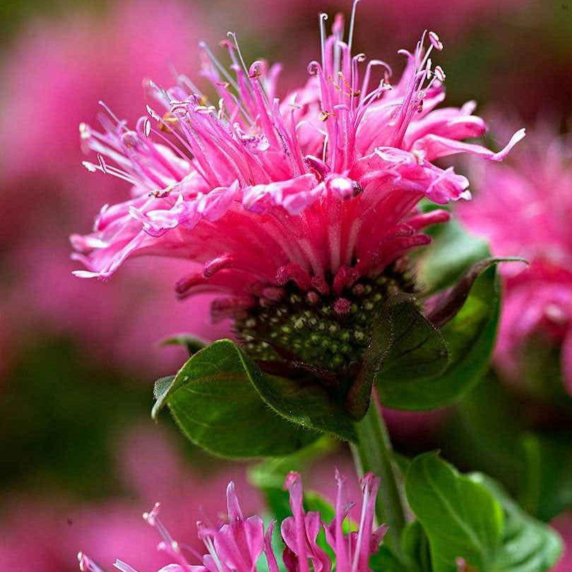 Indianernessel 'Cranberry Lace' - Monarda didyma cranberry lace - Willemse