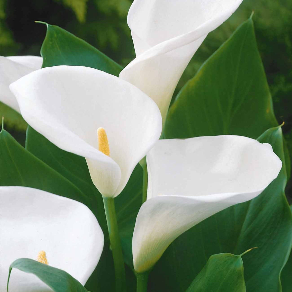 Äthiopische Calla (x2) - Zantedeschia aethiopica