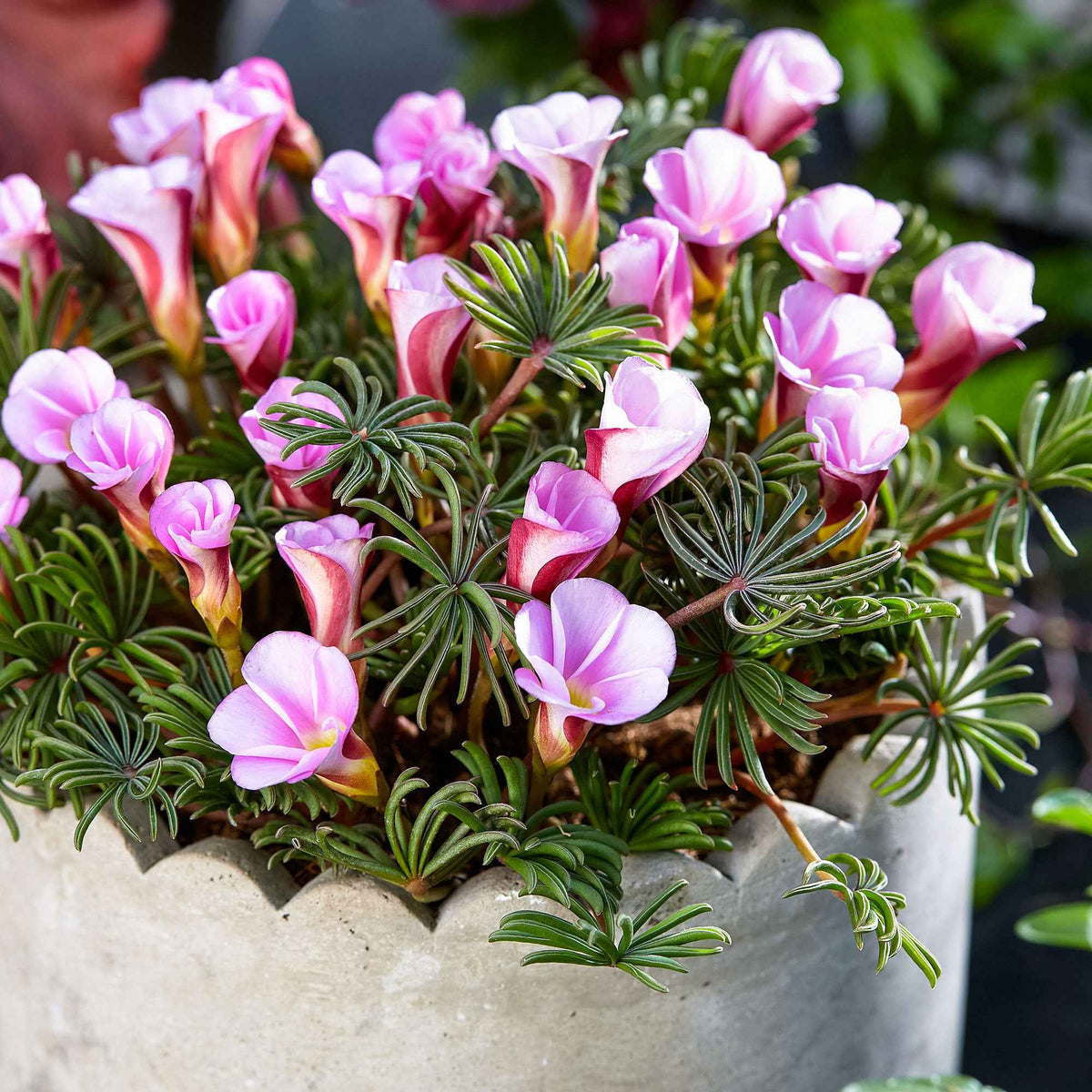 Sauerklee 'Autumn Pink' (x5) - Oxalis Autumn Pink - Willemse