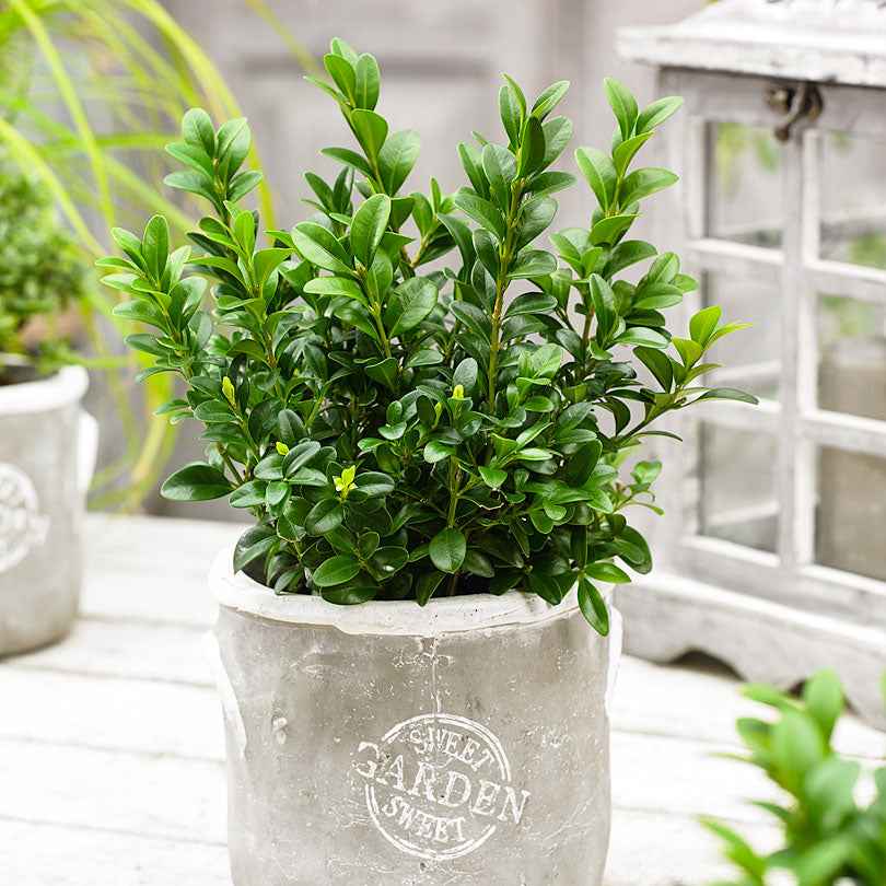 Buxus sempervirens - Buchsbaum - Buchsbaum