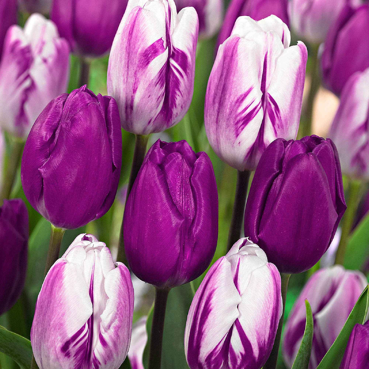 Tulpen Mischung 'Purper Mixture' (x10) - Willemse