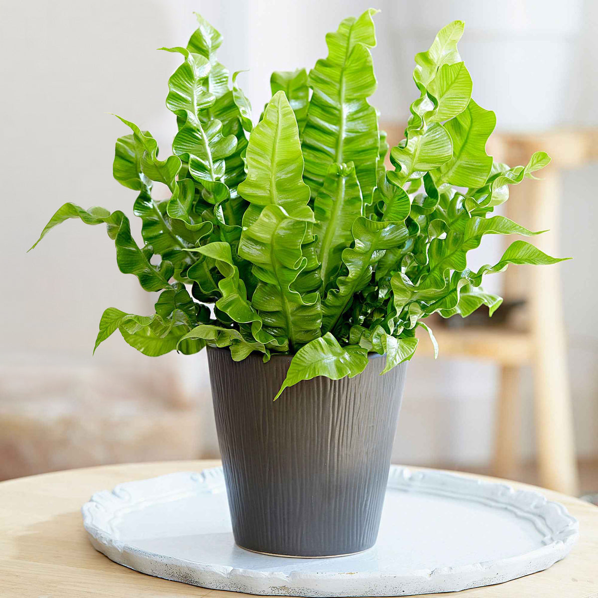 Nestfarn 'Crispy Wave' - Willemse