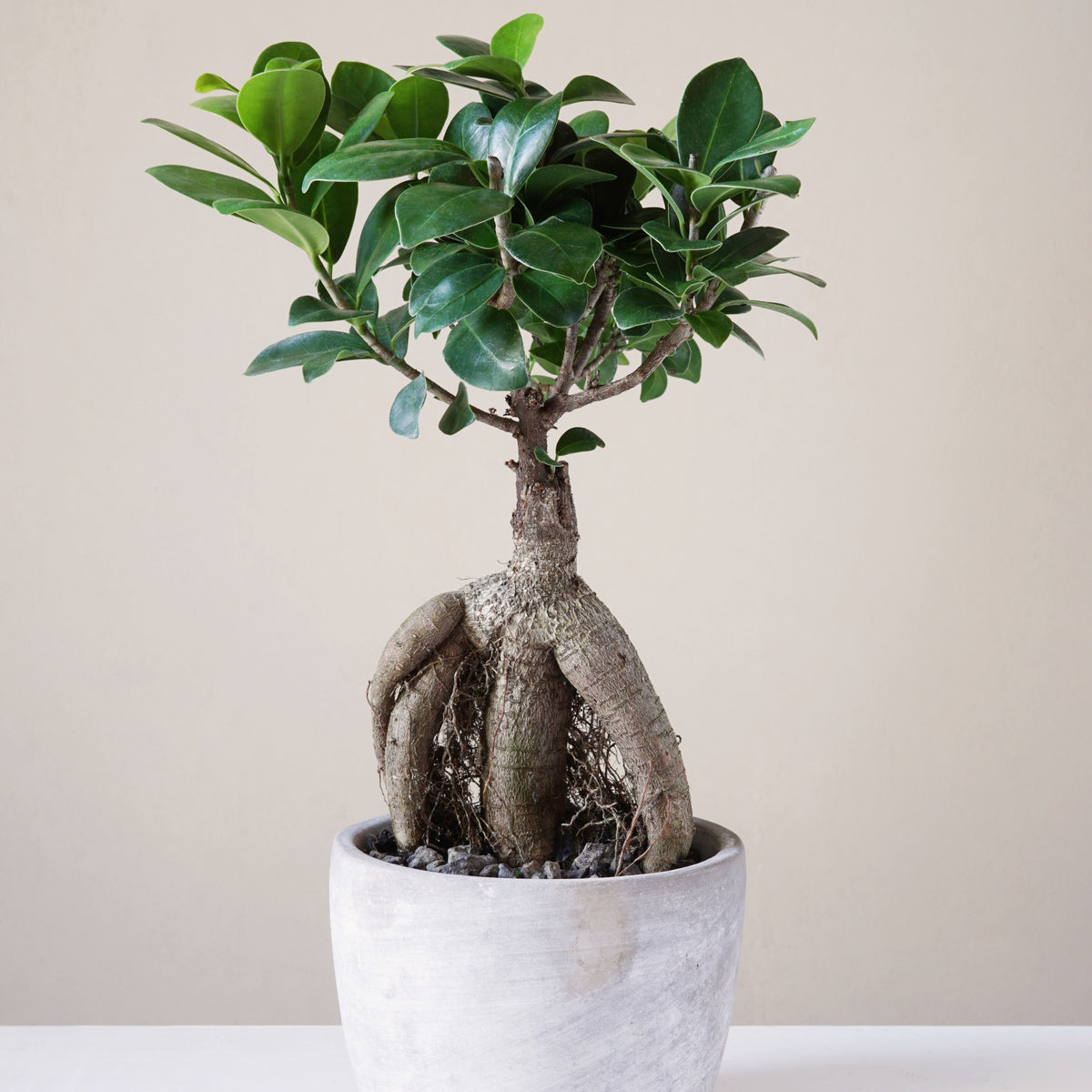 Bonsai Ficus 'Ginseng' - Ficus microcarpa ginseng - Willemse
