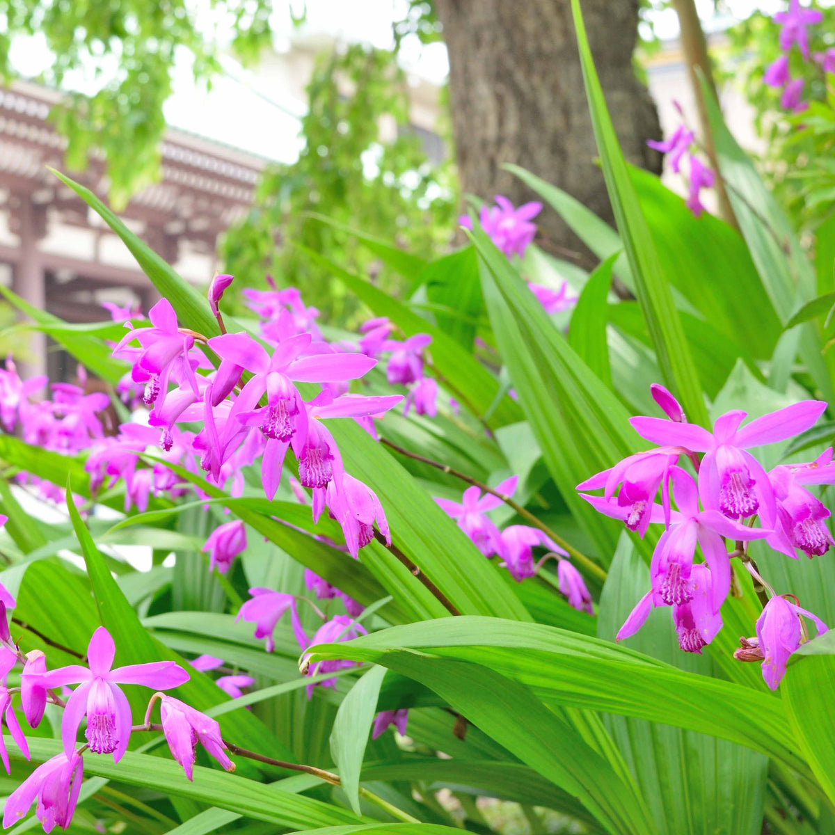 Gartenorchidee Bletilla (x2) - Bletilla striata