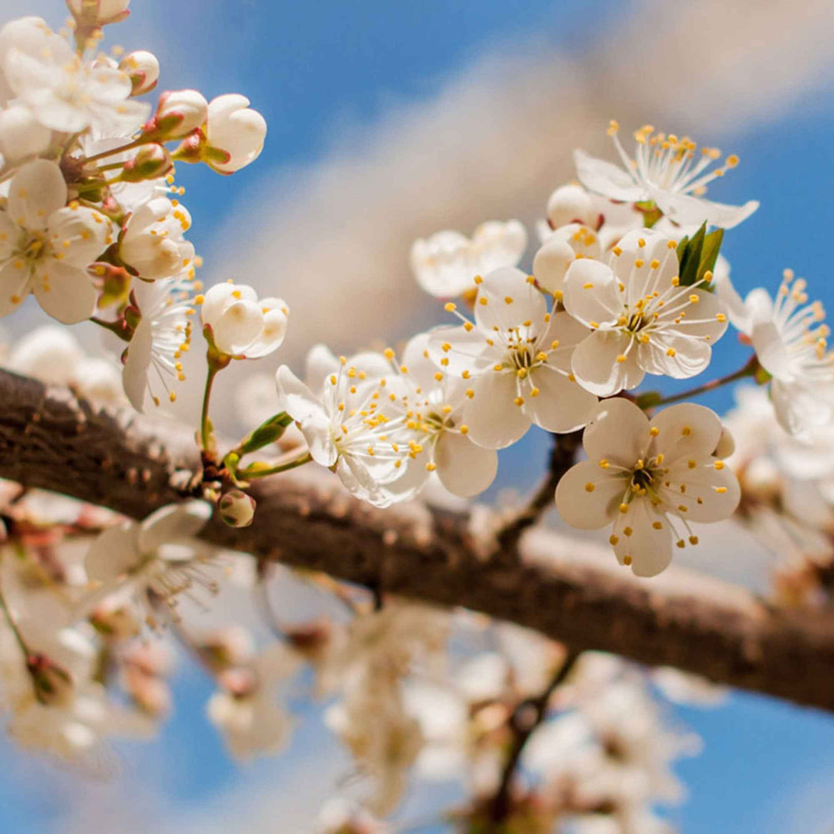 Prunus domestica Reine-Claude verte - Pflaumenbaum 'Reine Claude Verte' - Pflaumenbäume