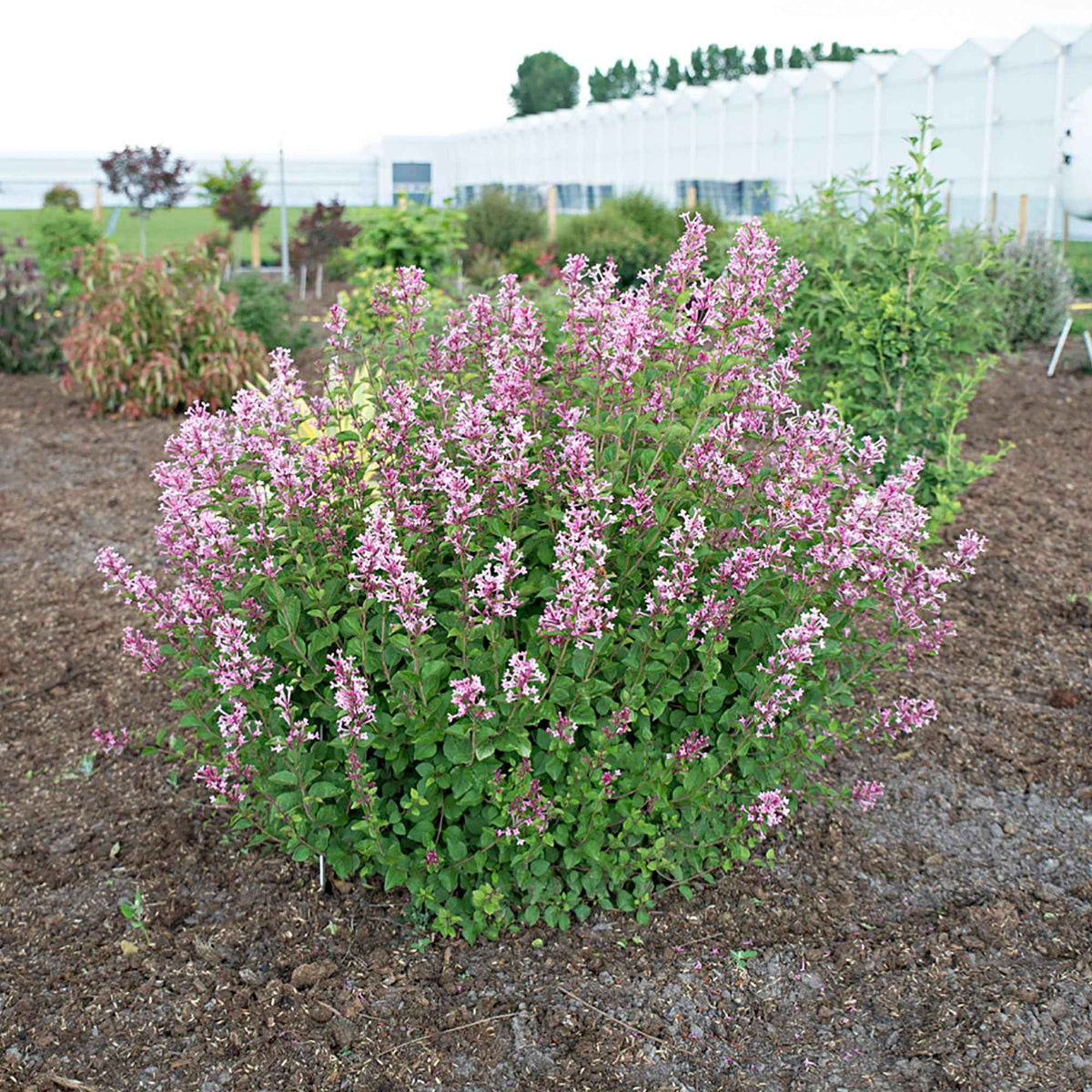 Syringa bloomerang ® pink perfume - Zwergflieder 'Pink Parfume' - Flieder