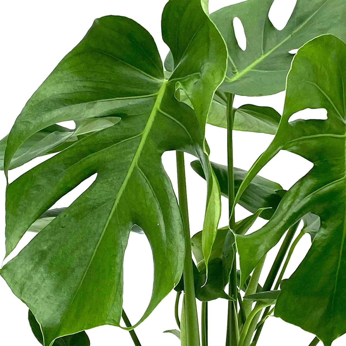 Monstera deliciosa - Philodendron Monstera deliciosa - Lochpflanze - Monstera