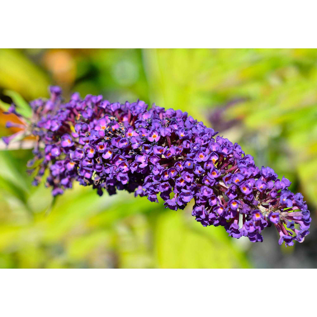 Schmetterlingsflieder - Buddleja davidii Empire Blue - Willemse