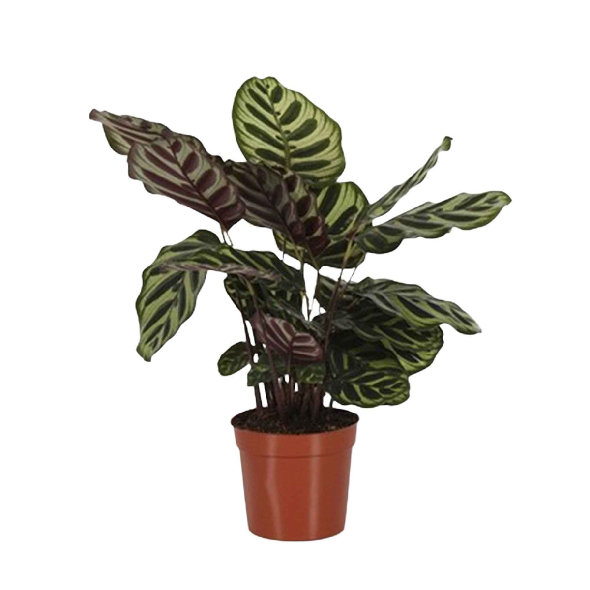 Korbmarante 'Makoyana' - Calathea makoyana - Willemse