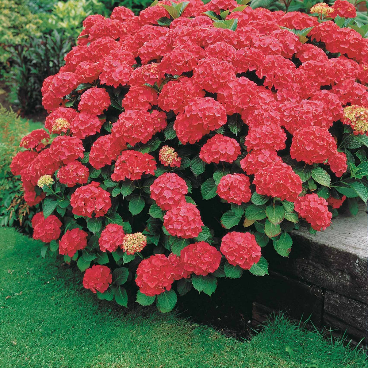 Hydrangea macrophylla Alpenglühen - Bauernhortensie macrophylla Rot - Großblättrige Hortensie