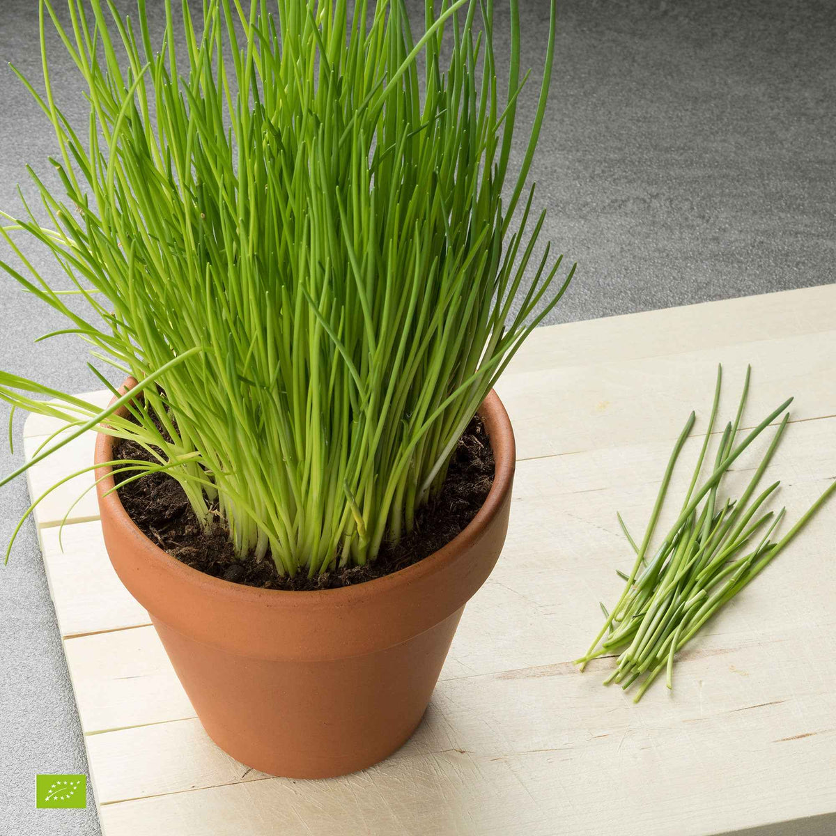 Bio-Schnittlauch - Willemse