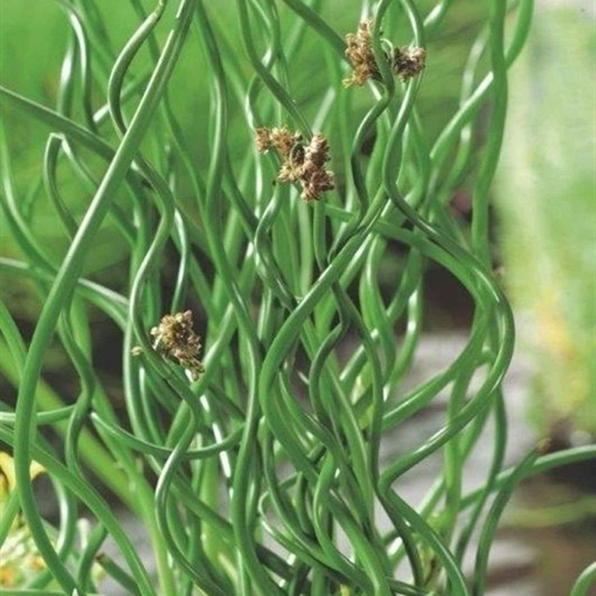 Sparrige Binse Spiralis - Juncus effusus spiralis - Willemse