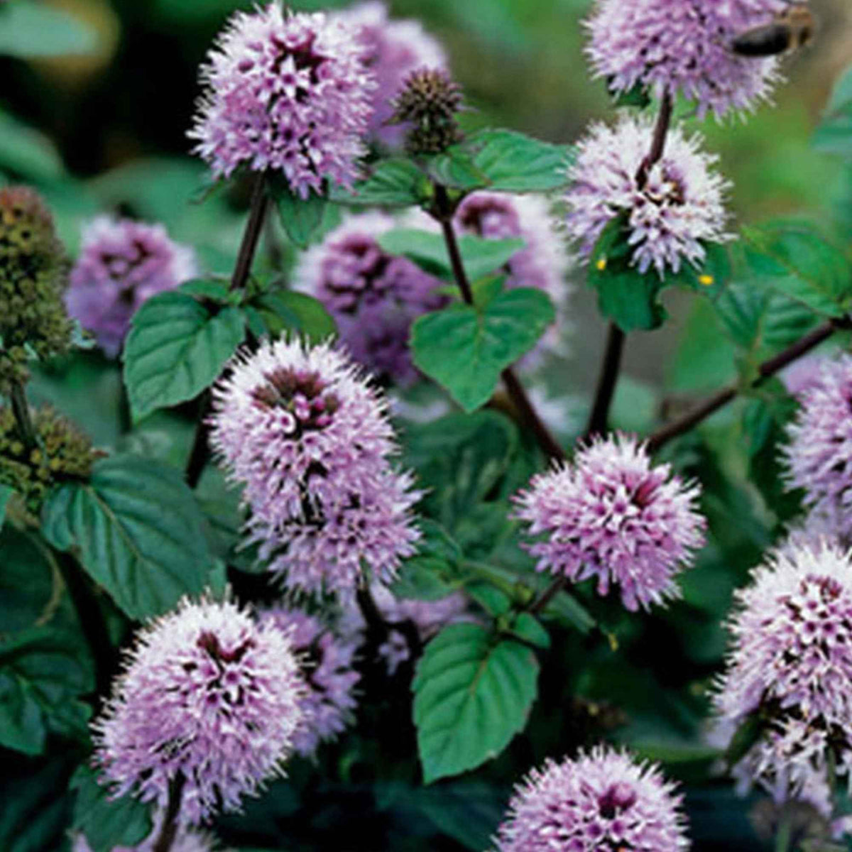 Mentha aquatica - Wasserminze - Alle Teichpflanzen