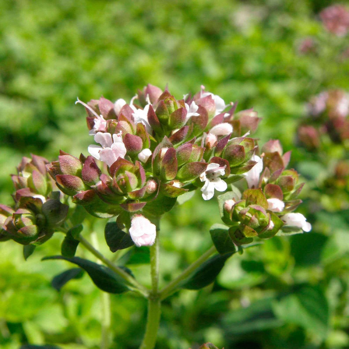 Echter Dost - Oregano - Origanum vulgare - Willemse
