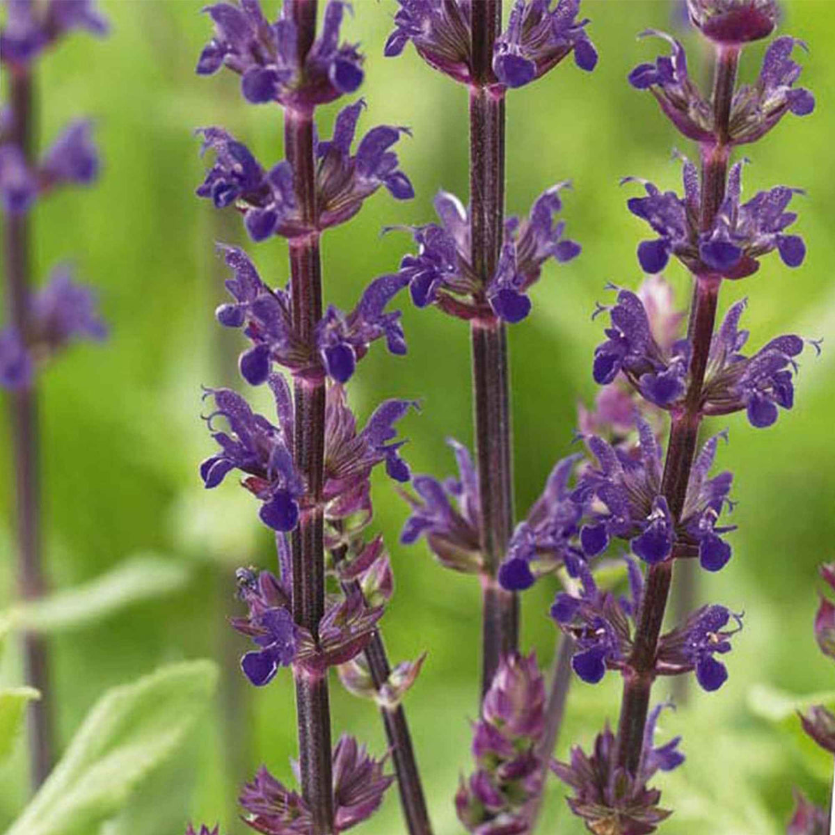 Steppen Salbei 'Caradonna' - Salvia nemorosa caradonna - Willemse