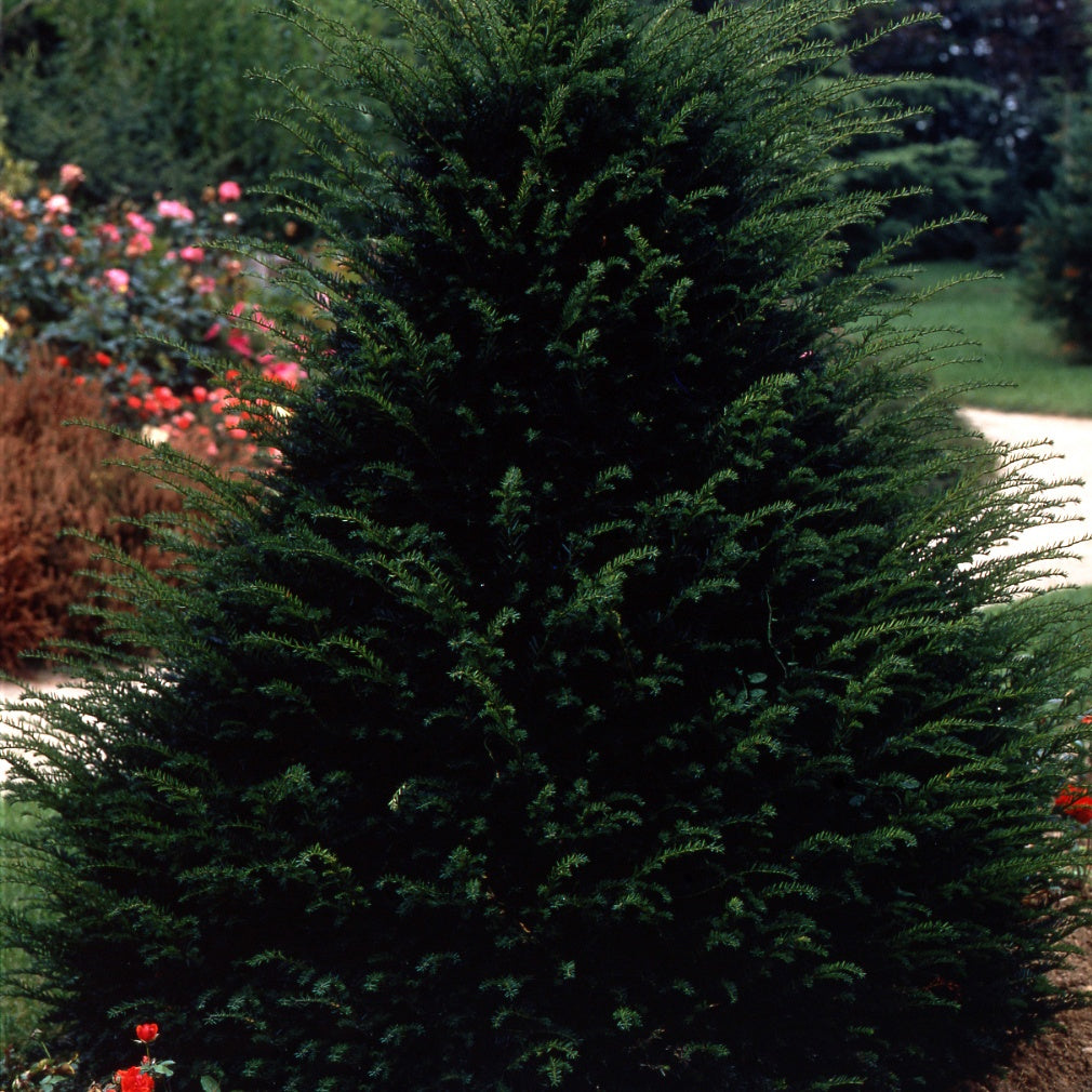Taxus 'Hicksii' - Taxus media hicksii - Koniferen – Coniferea