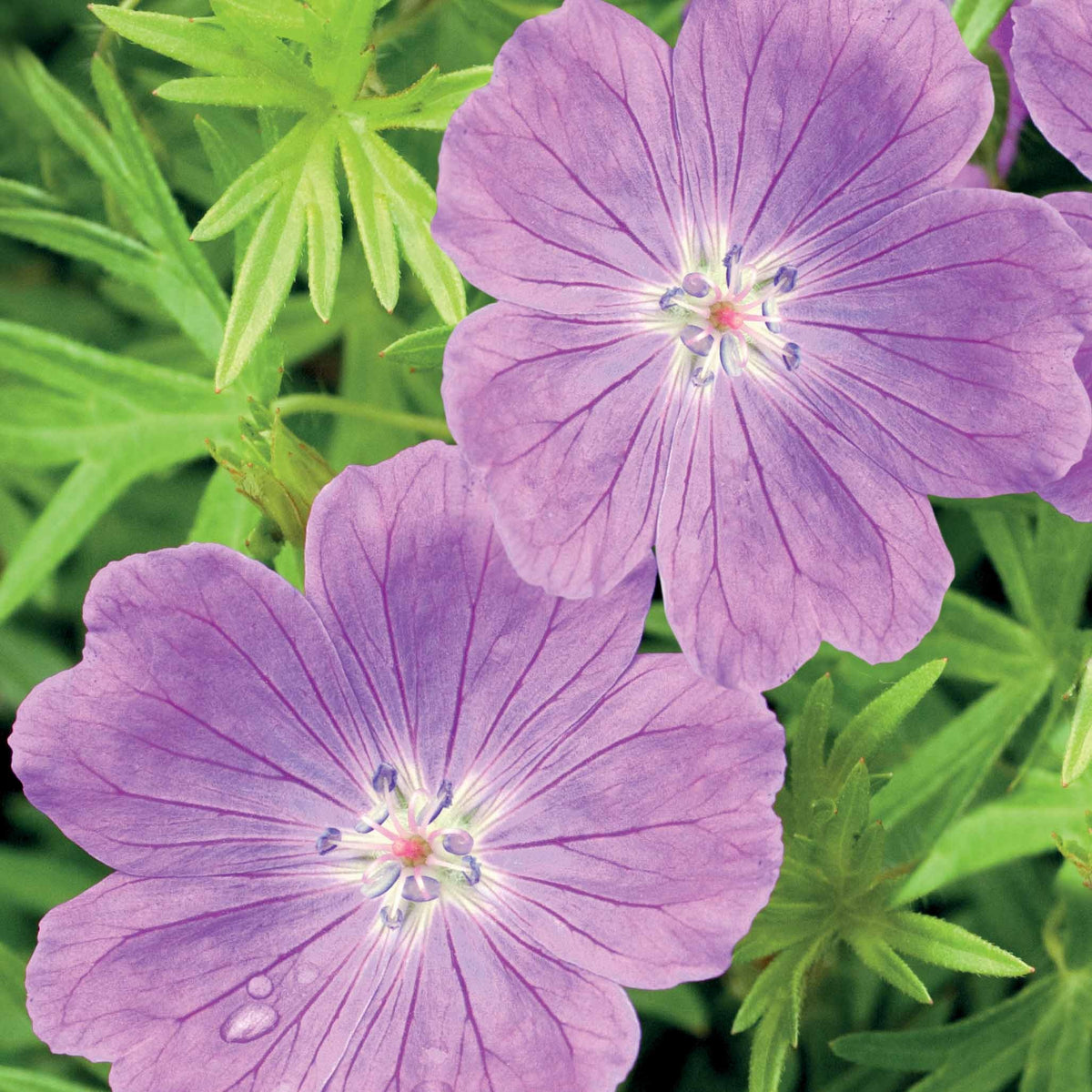 Blutrote Storchschnabel - Geranium sanguineum - Willemse