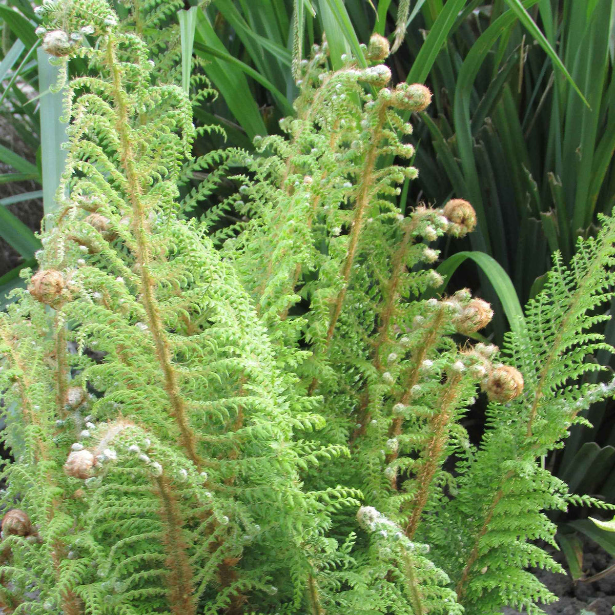 Grannen-Schildfarn 'Herrenhausen' - Polystichum setiferum Herrenhausen - Willemse