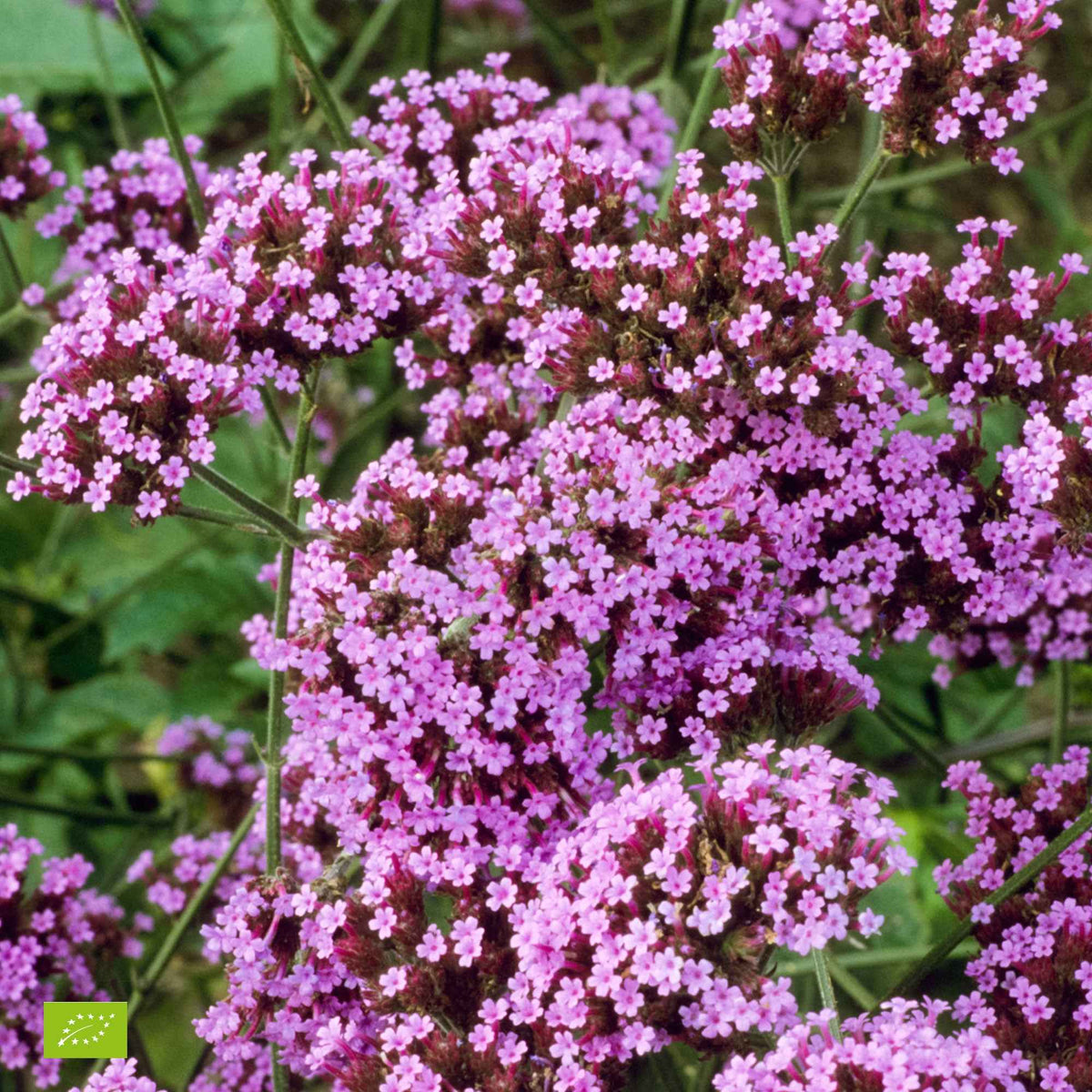 Verbena bonariensis Lollipop - Eisenkraut 'Lollipop' - Eisenkraut