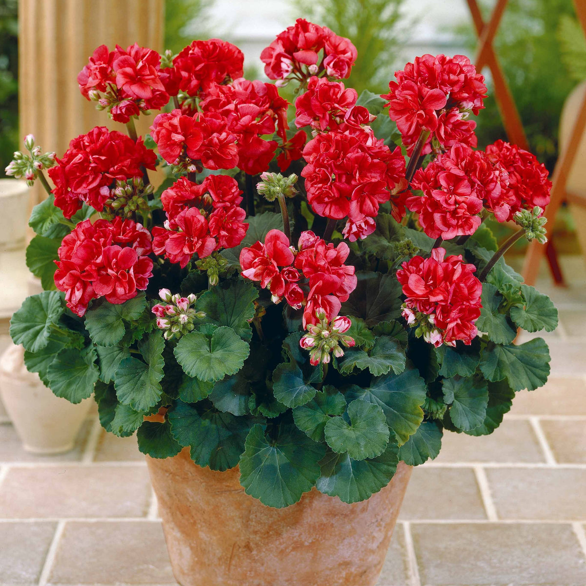 Geranie 'Toscana'® (x3) - Pelargonium zonale toscana ®