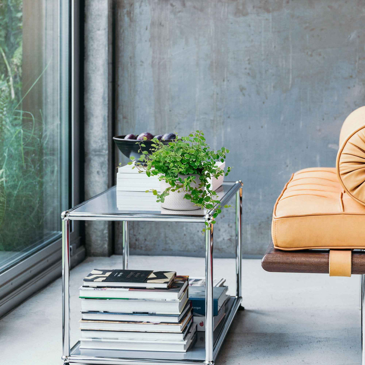 Kletterfeige 'White Sunny' - Willemse