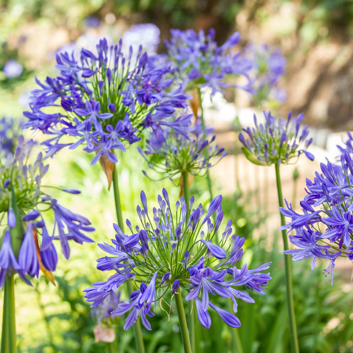 Verkauf Afrikanische Schmucklilie Mischung (x3) - Agapanthus umbellatus