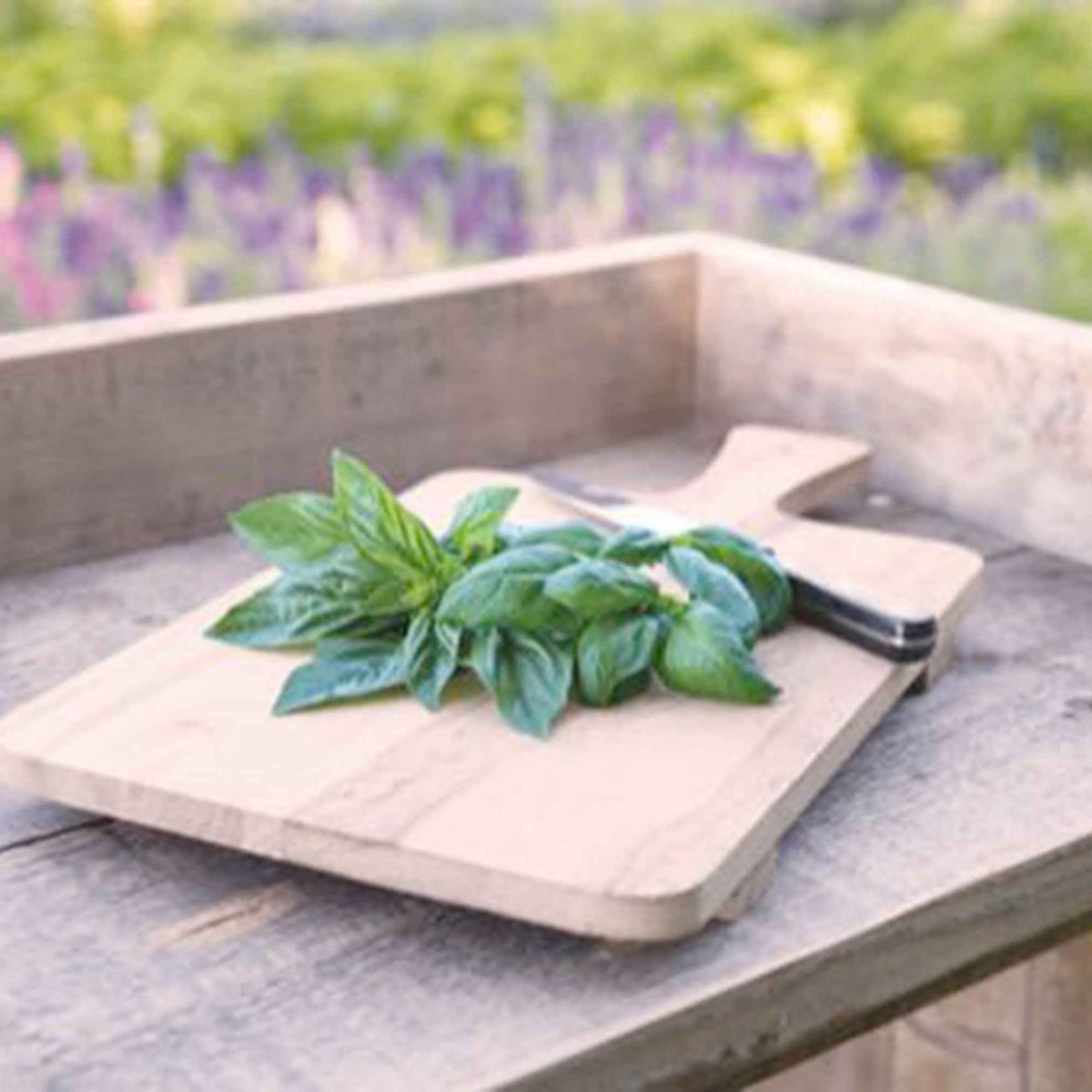 Basilikum 'Italiano Classico' - Willemse