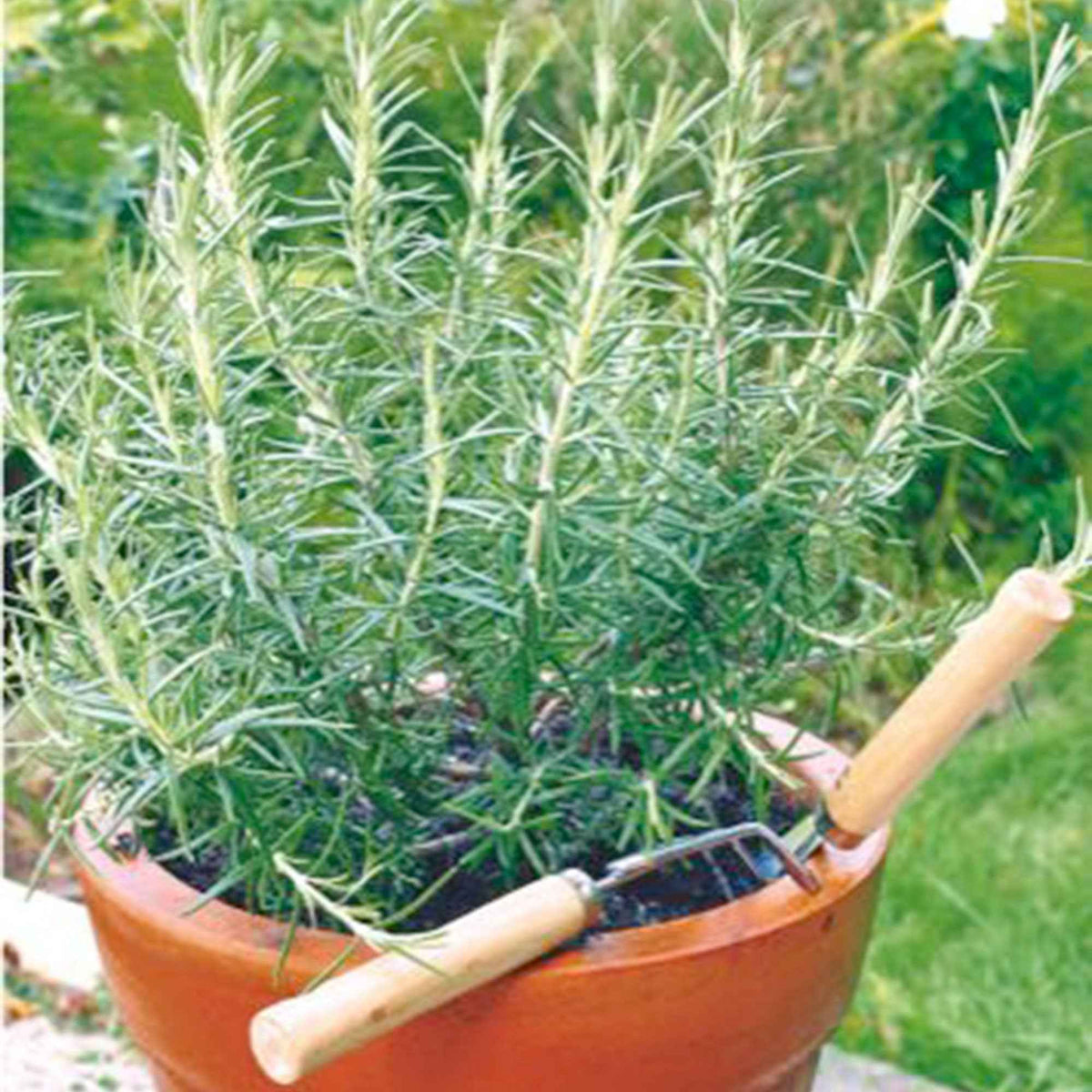 Saatgut Rosmarin - Willemse