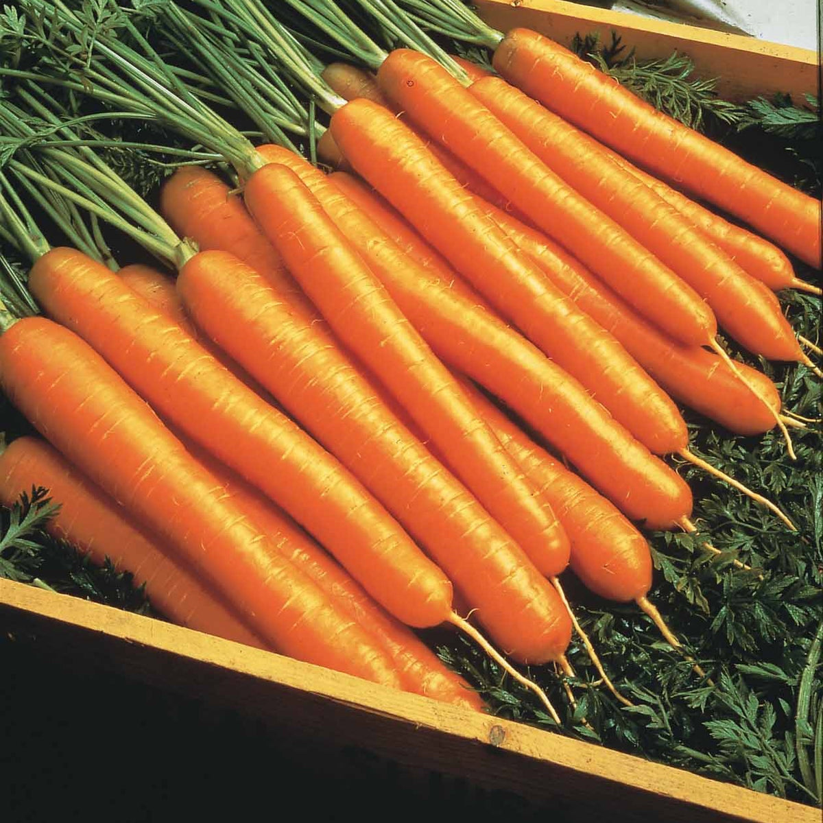 Sommerkarotten 'Nantes 2' - Daucus carota nantaise améliorée 2 race forto - Gemüsesaat