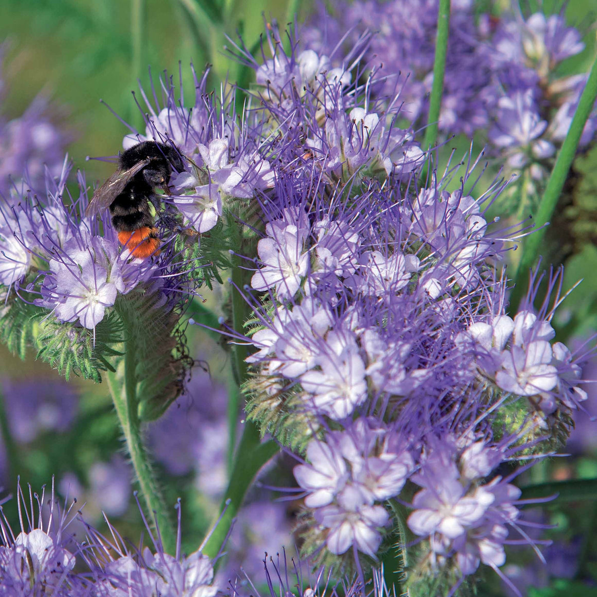 Bienenweide Phacelia tanacetifolia - Phacelia tanacetifolia - Willemse