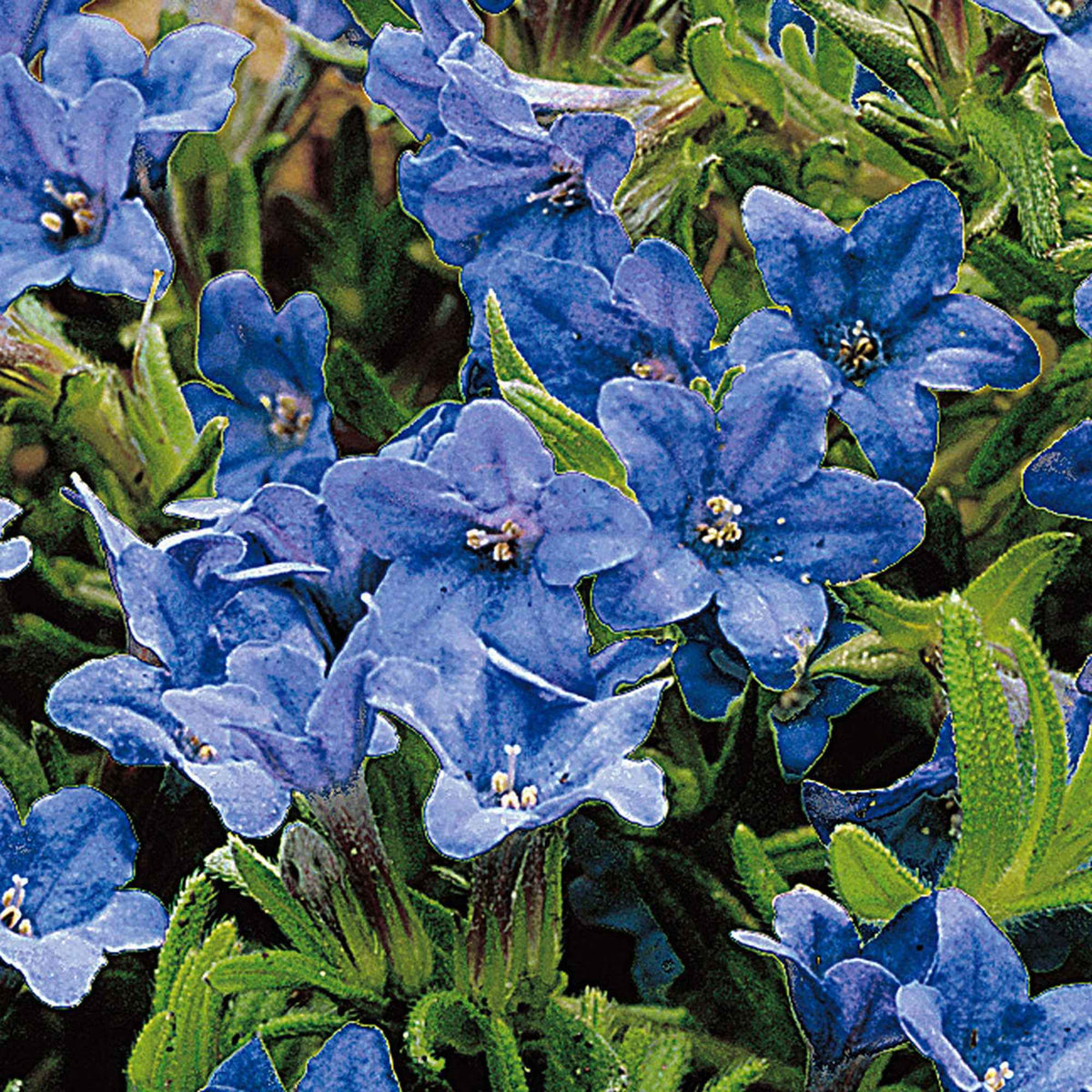 Steinsame 'Heavenley Blue' - Lithodora diffusa Heavenly Blue - Willemse