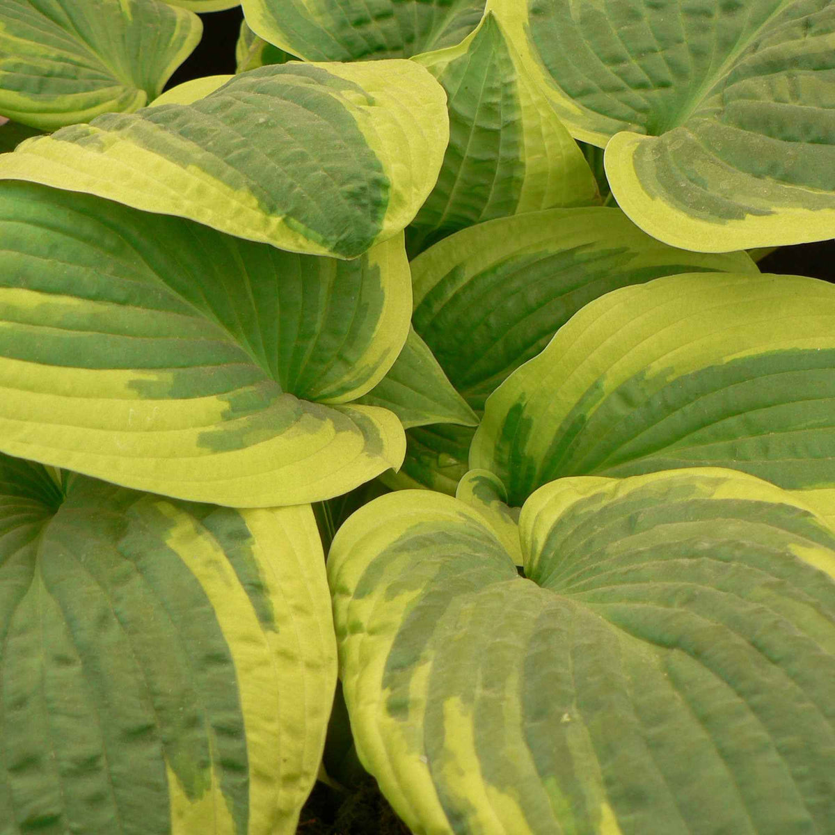Funkie 'Wilde Brim' - Hosta hybride wide brim - Willemse