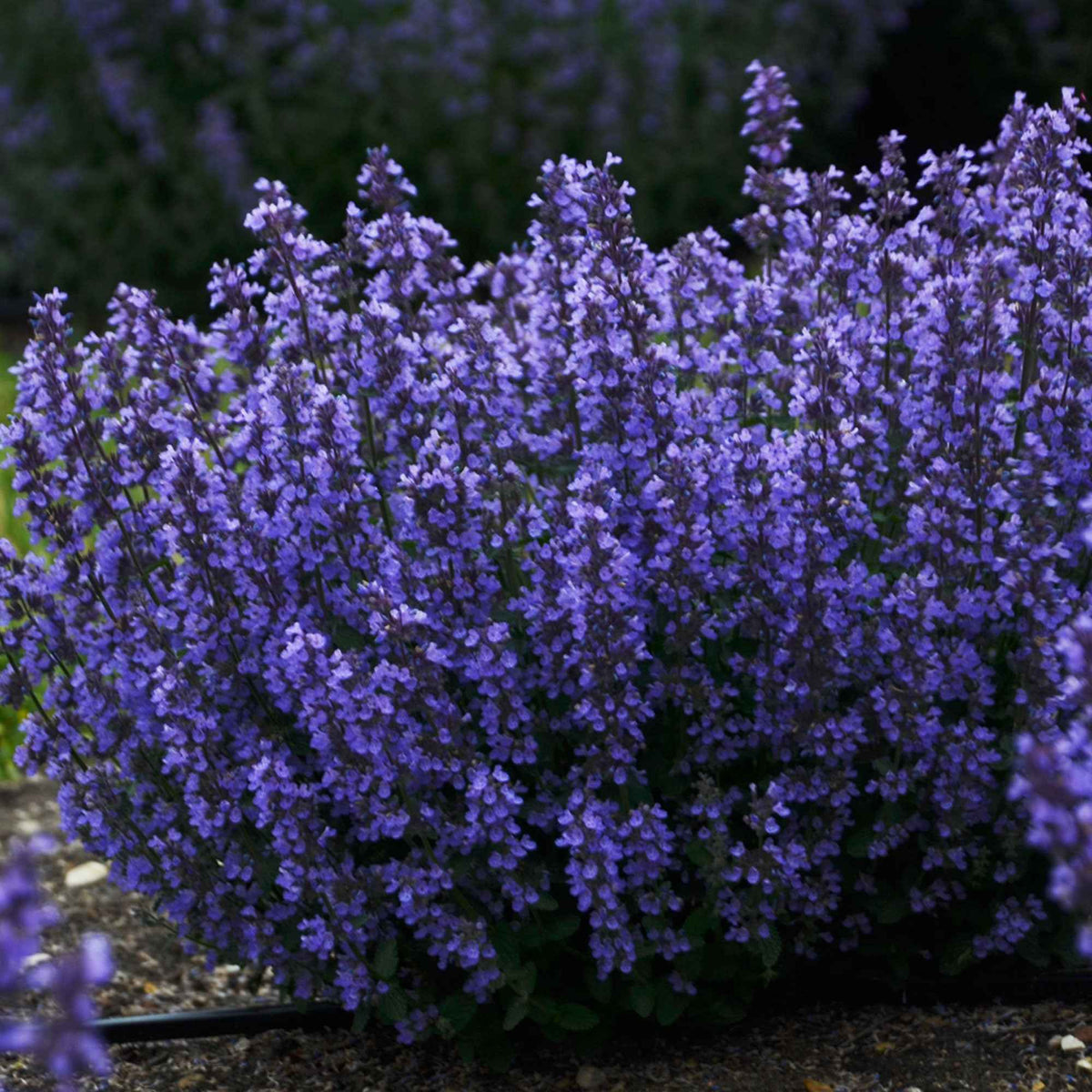 Katzenminze 'Cat's Pyjamas' - Nepeta faassenii Cat's Pajamas - Willemse