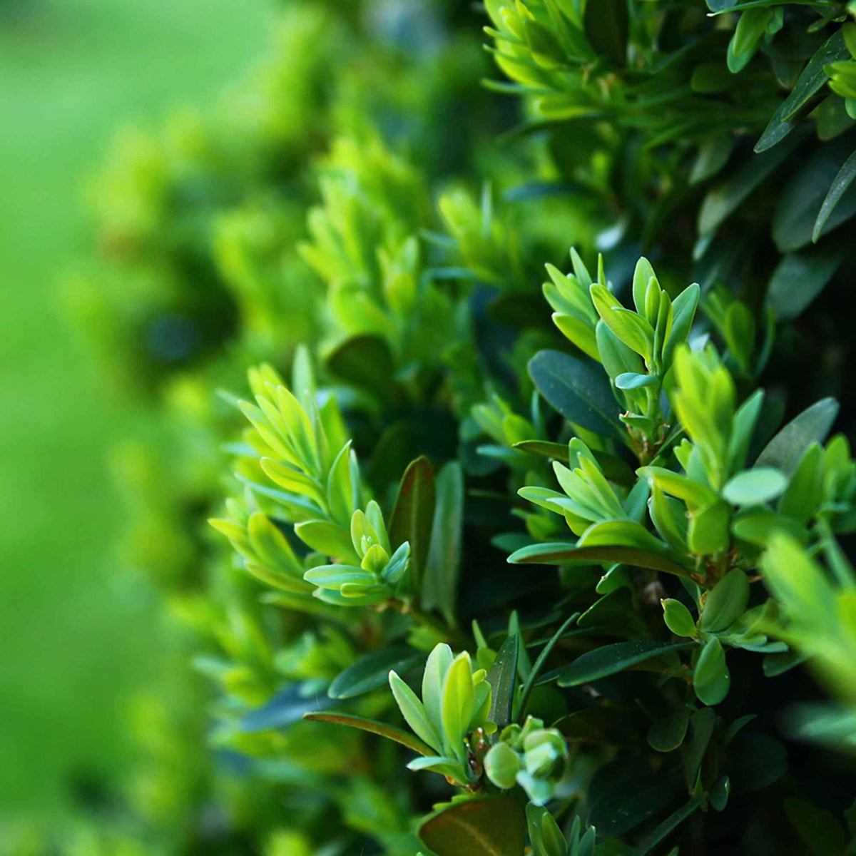 Buchsbaum - Buchsbaum Kugelform - Buxus sempervirens