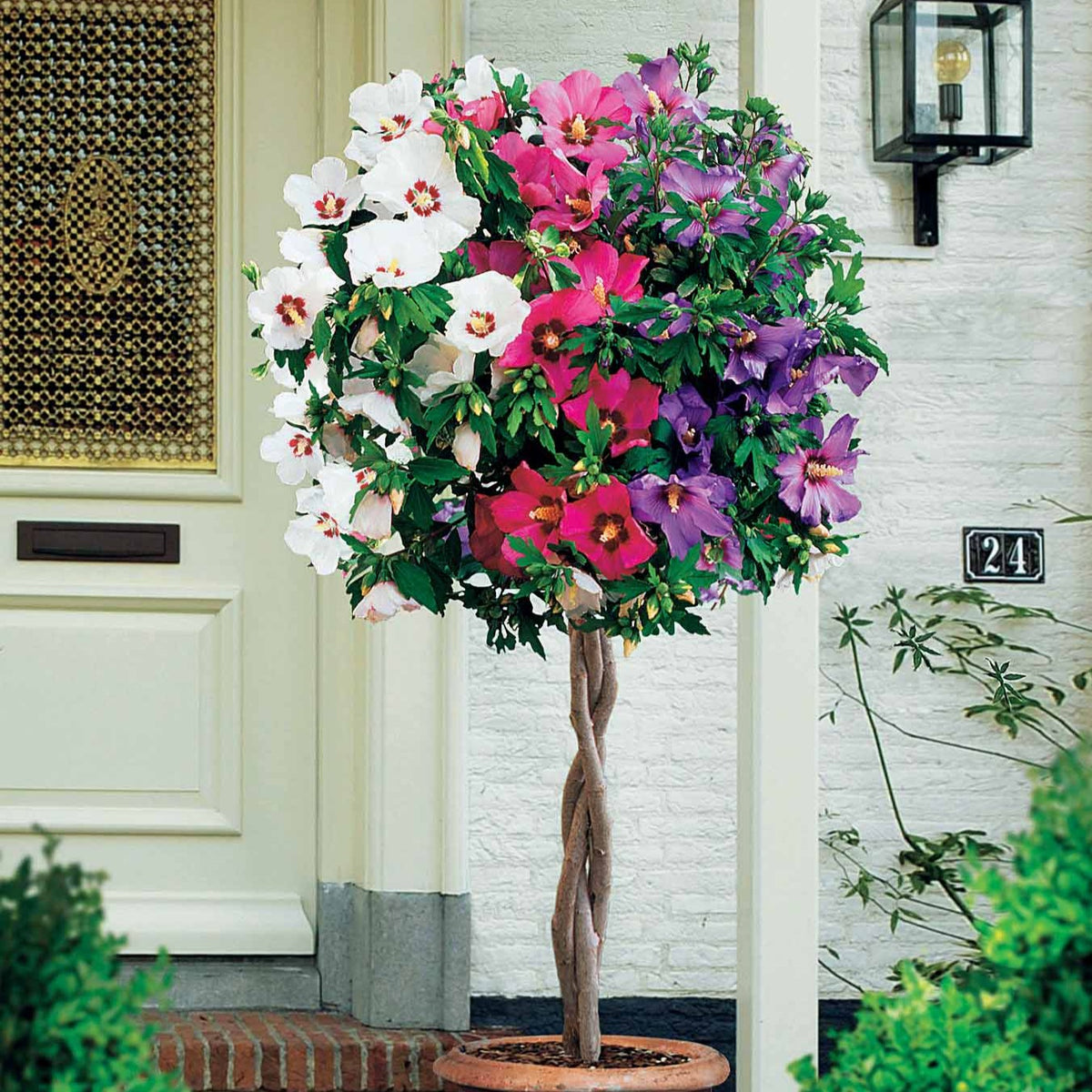 Garteneibisch 'Tricolor' - Willemse