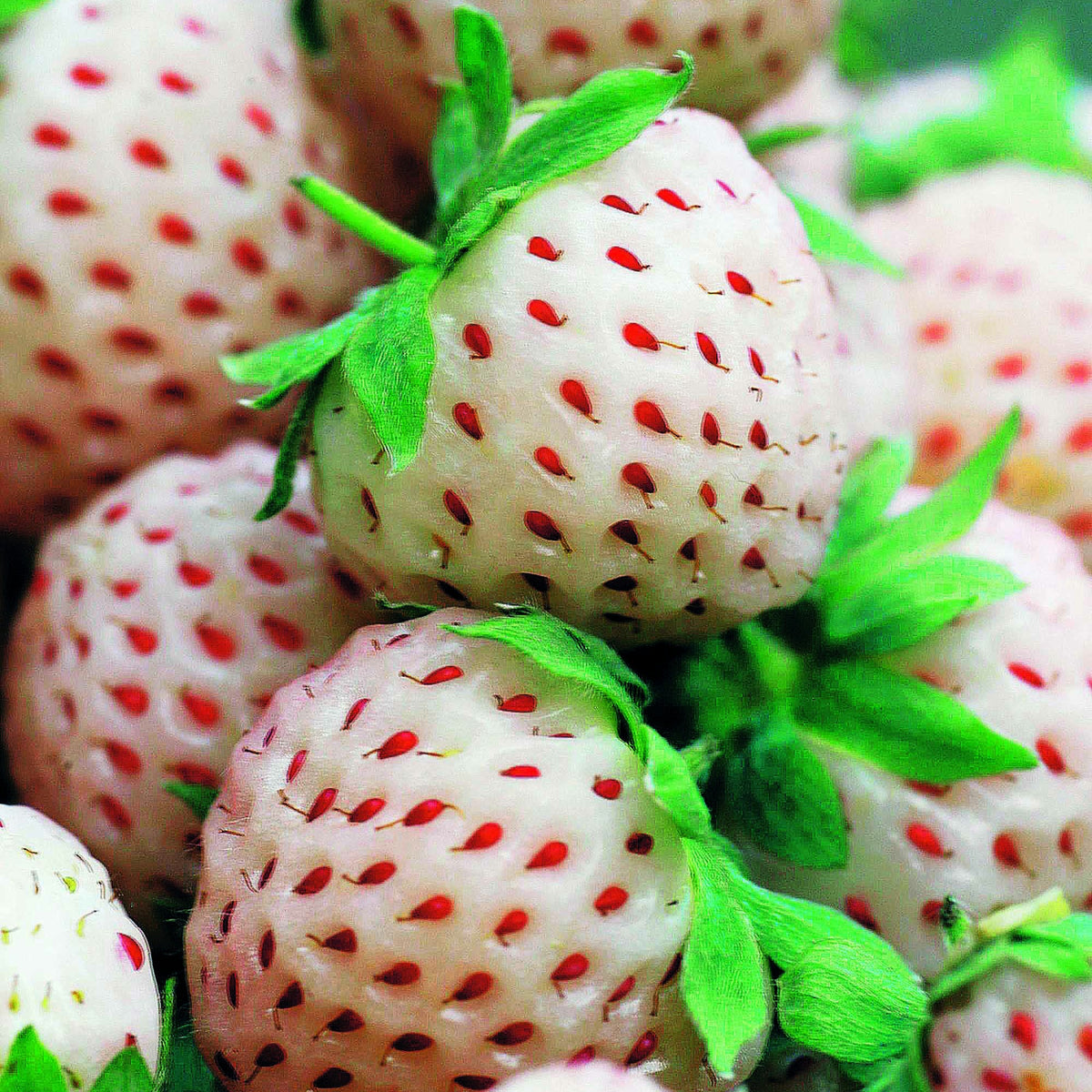Ananas-Erdbeere 'Pineberry' (x2) - Fragaria pineberry white dream ® - Erdbeeren