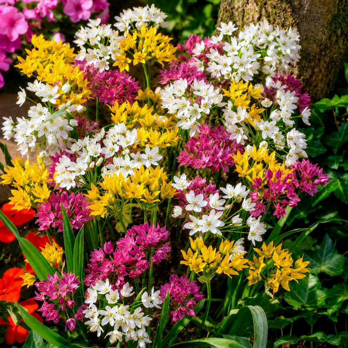 Zierlauch Mischung 'Happy Bulbs' (x25) - Willemse