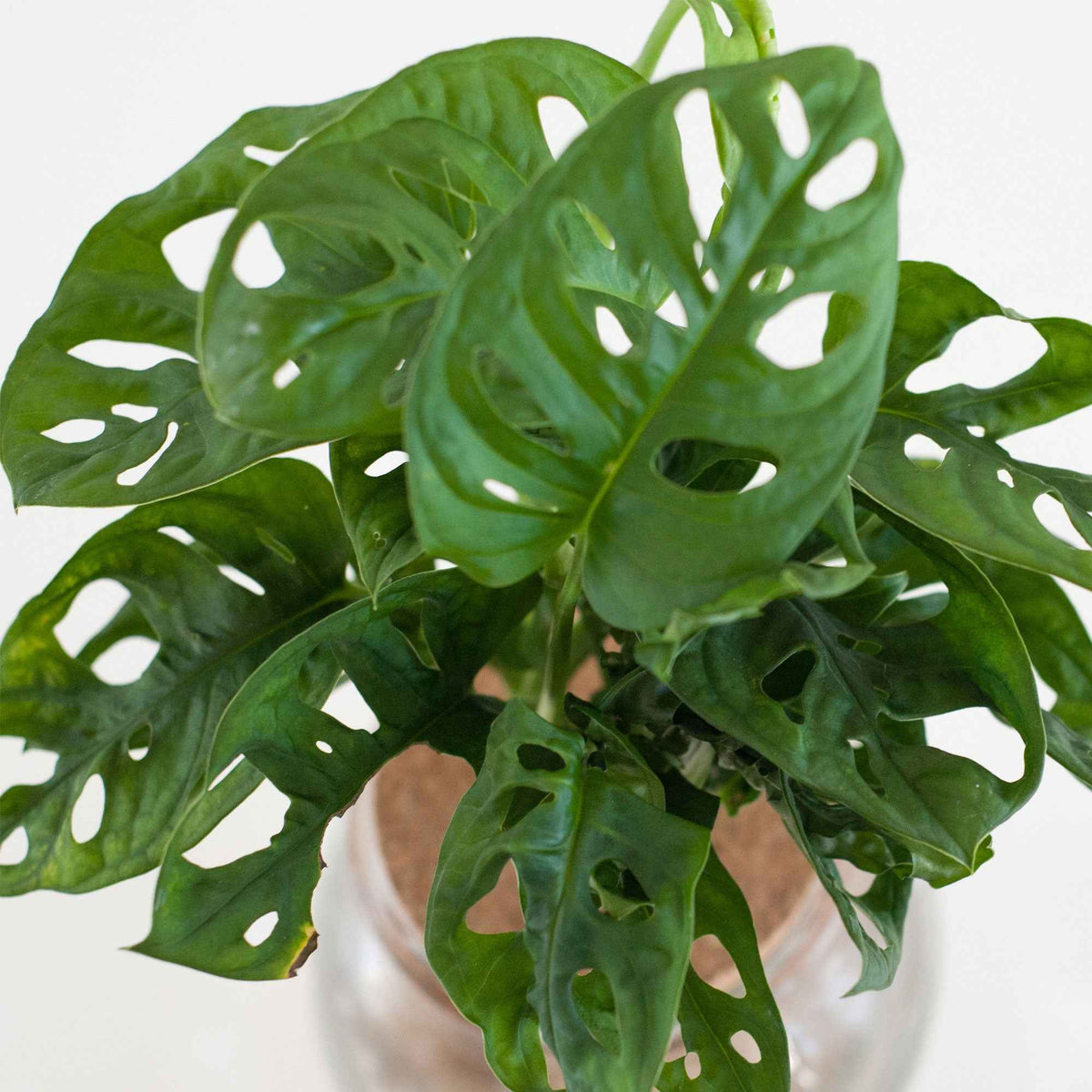 Monstera im Kugelglas - Hydroponik - Monstera - Willemse