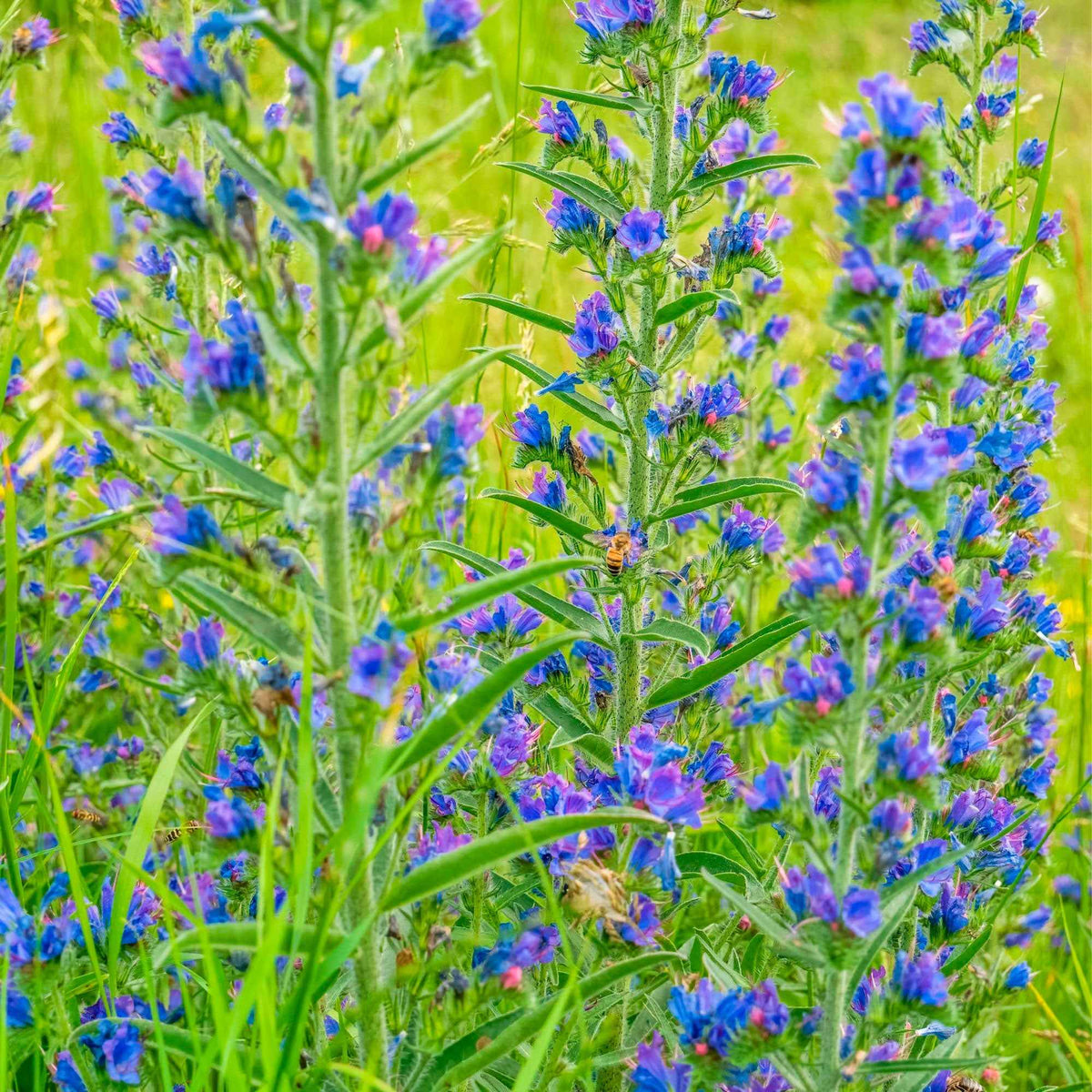 Gewöhnlicher Natternkopf - Echium vulgare - Vipérine commune - Willemse